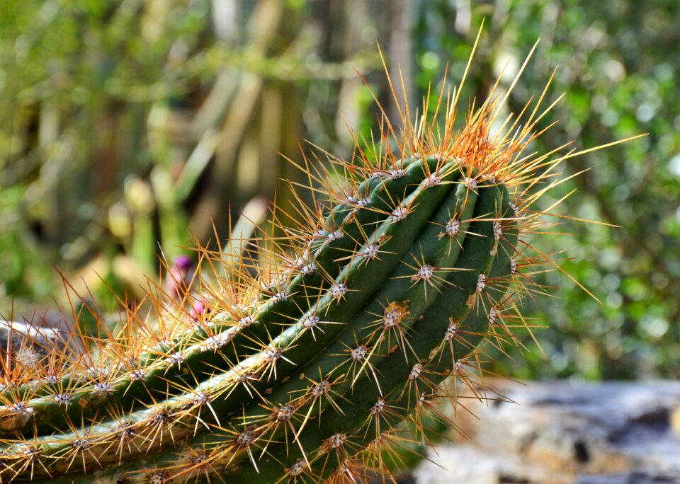 Prickly plant thorns