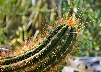Prickly plant thorns