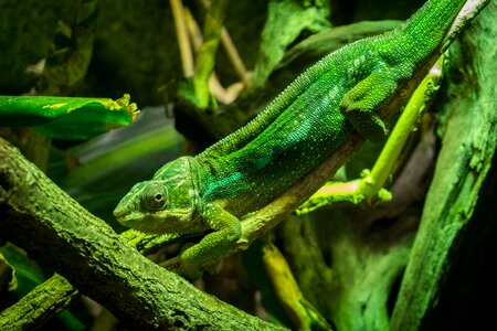 Green gecko animal world close up photo