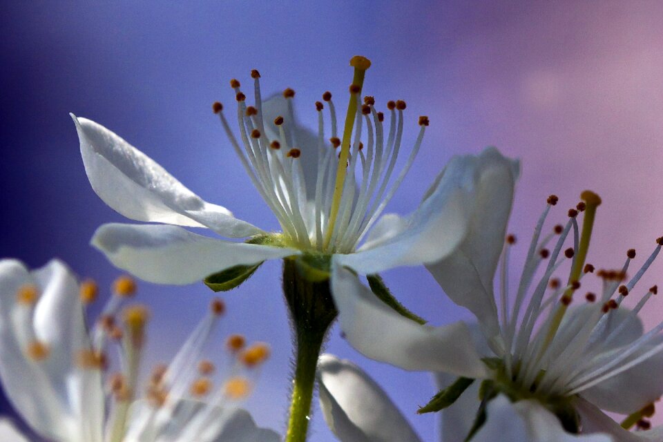 The nature of the plum victoria