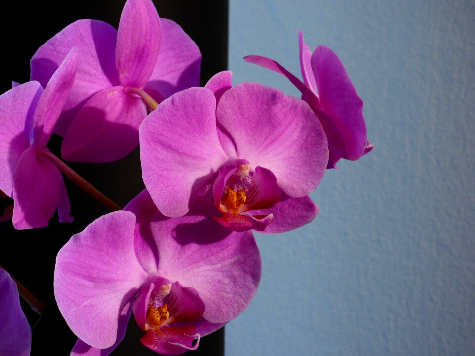 Orchid plant purple