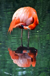 Waters nature flamingo