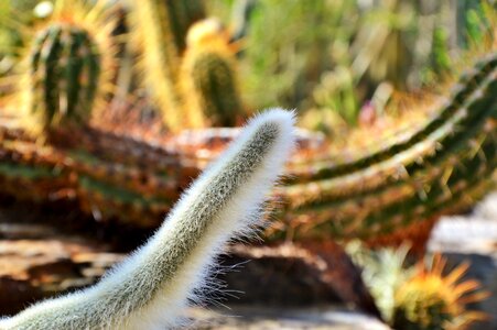 Prickly plant thorns