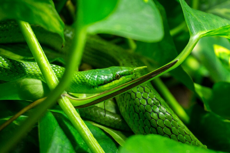 Zoo tree grass snake
