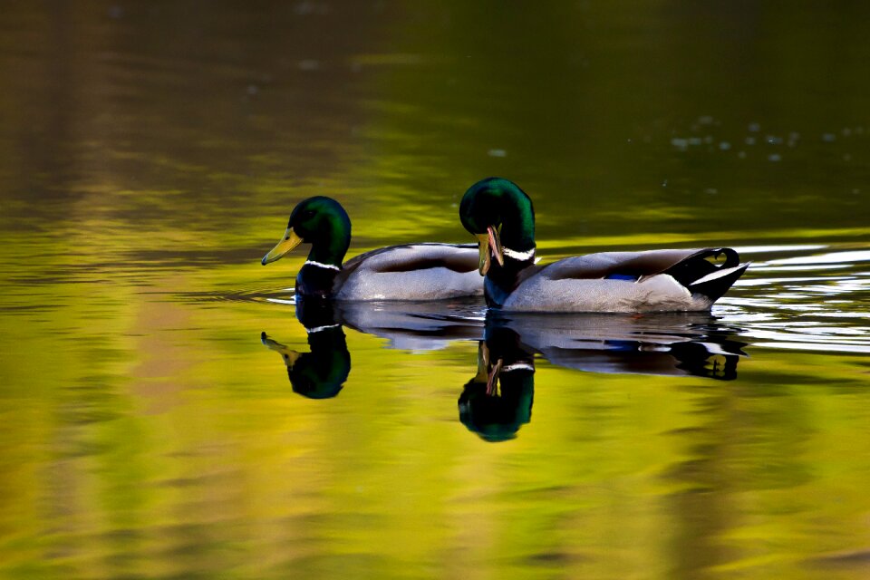 Water mallard birds