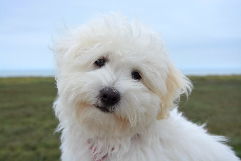 Animal portrait petit cute