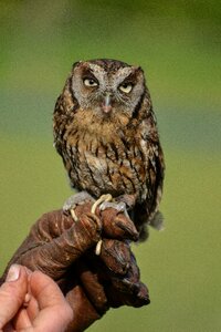 Bird bird of prey animals