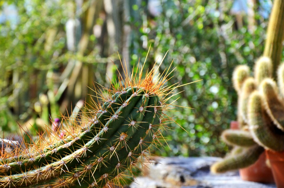 Prickly plant thorns