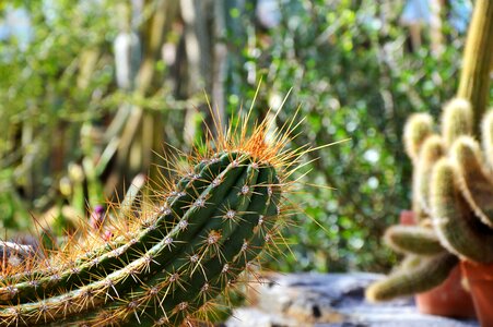 Prickly plant thorns