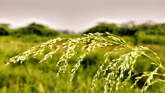 Yellow plant blur background nature