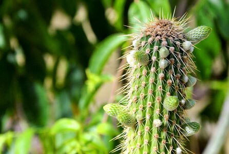 Prickly plant thorns