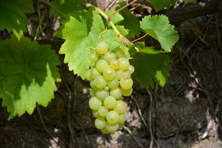 Fruit vineyard white grape photo