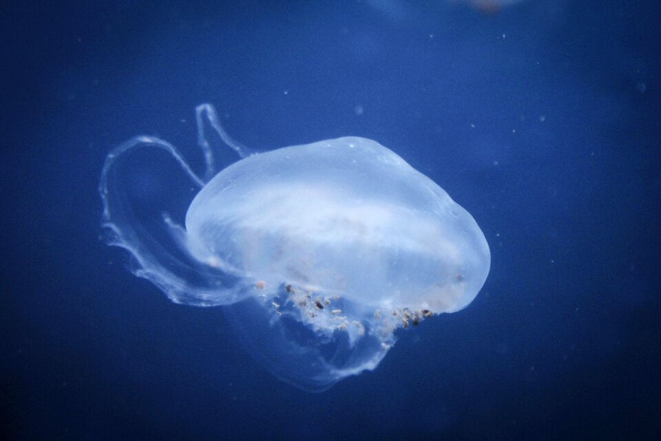 Nature jellyfish aquatic