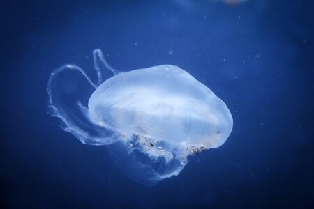 Nature jellyfish aquatic photo