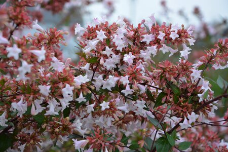 Summer bush hedge