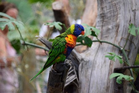 Birds parrots zoo