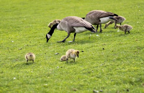 Animal canada goose fowl