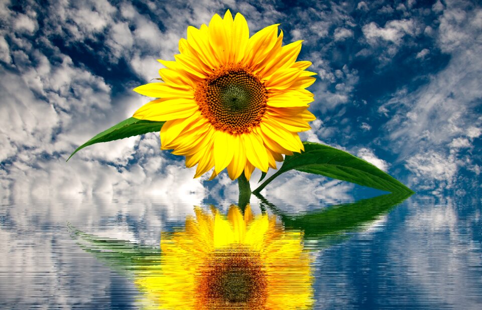 Plant blossom bloom