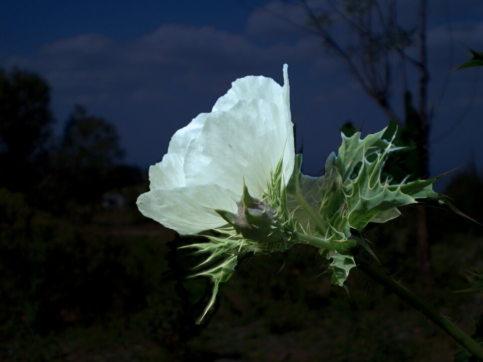 White night thistle