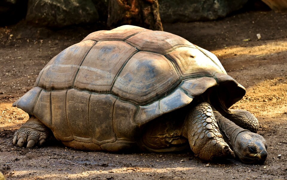 Zoo turtle tortoise