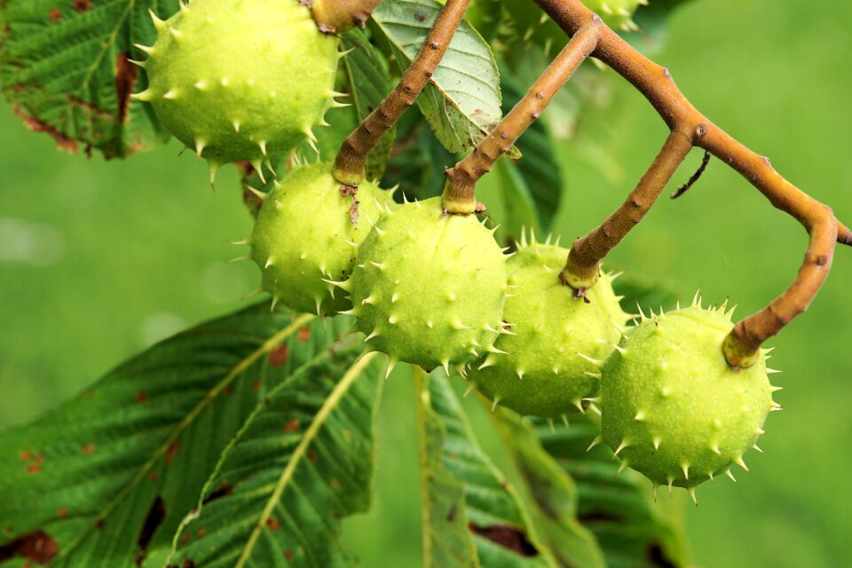 Chestnut tree plant chestnut leaves