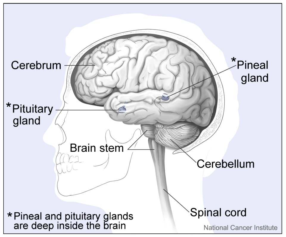 Major parts of the brain