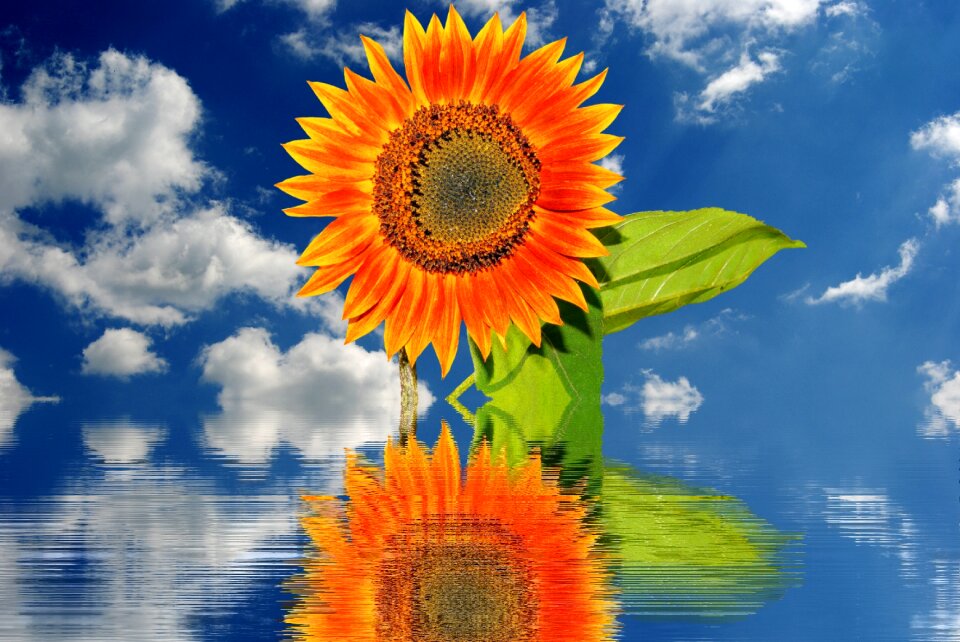 Plant blossom bloom