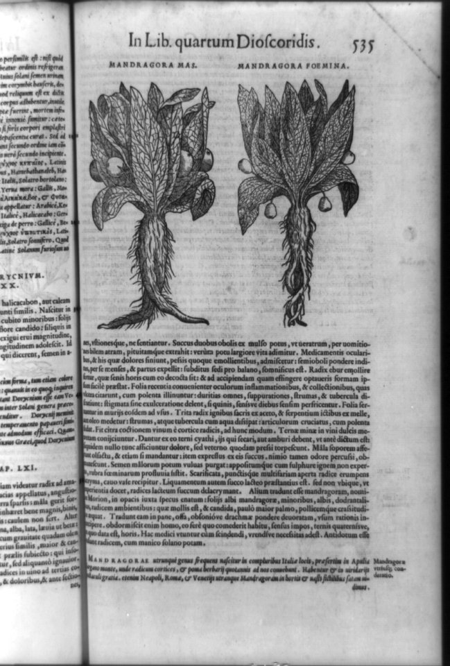Male and female mandrake roots LCCN92516567