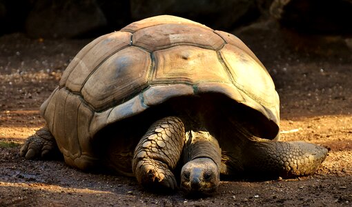 Zoo turtle tortoise