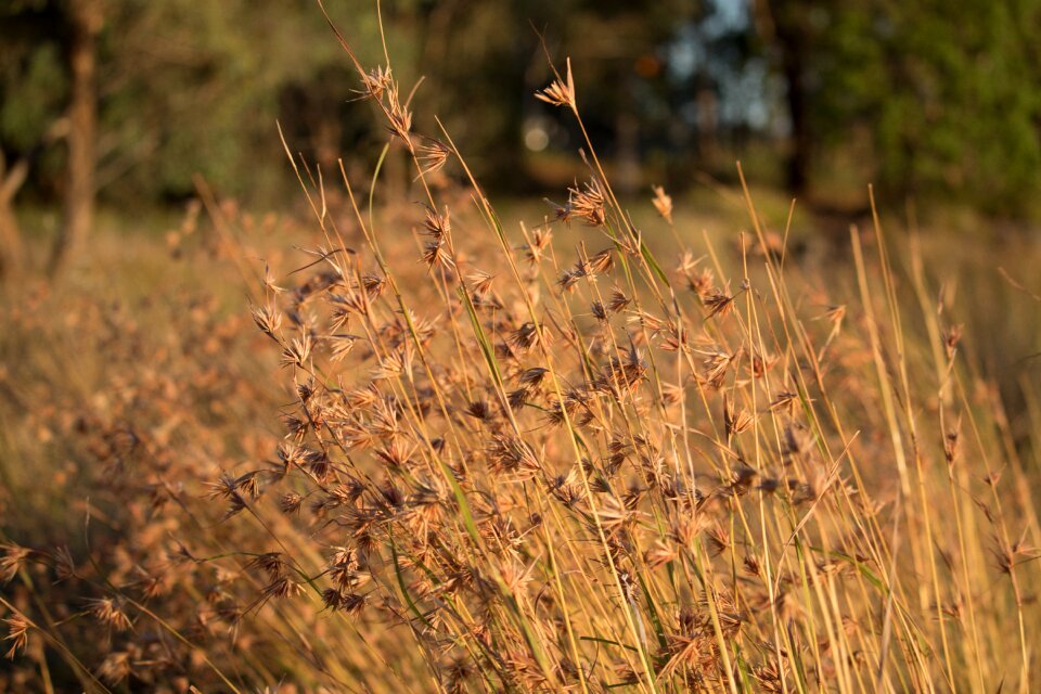 Flora grass summer