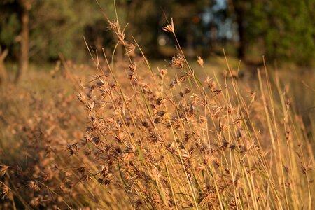 Flora grass summer