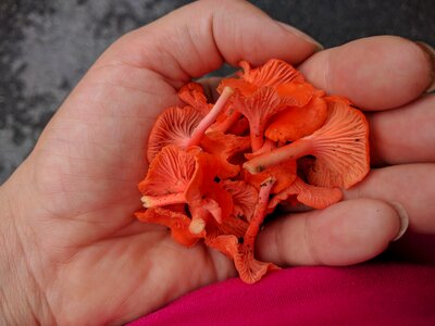 Chanterelles edible fungi