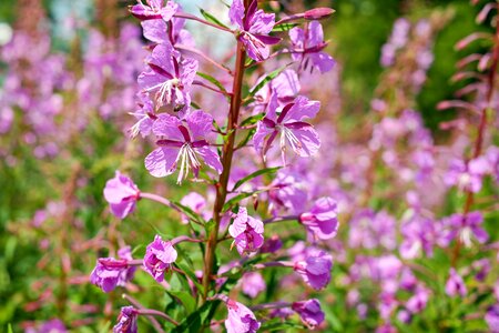 Bloom pink purple photo