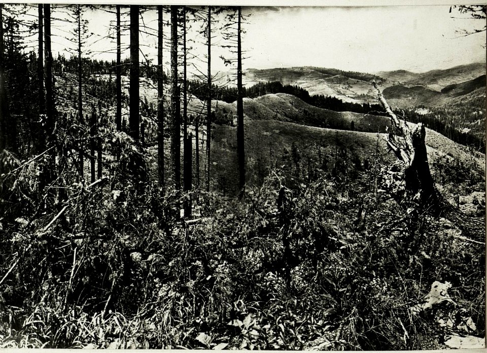 Makowka; Blick auf eigene Stellung am Waldrand, Hintergrund Ostry. (BildID 15430995)