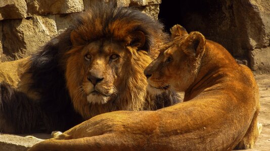 Wildlife al animals