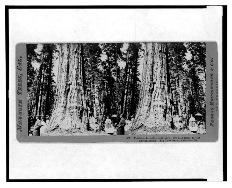 Mammoth trees, Cal. Abraham Lincoln, near view, 281 feet high, 44 feet circumference. Big Tree Grove, Calaveras Co. LCCN2003653096