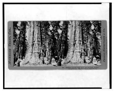 Mammoth trees, Cal. Abraham Lincoln, near view, 281 feet high, 44 feet circumference. Big Tree Grove, Calaveras Co. LCCN2003653096