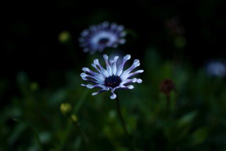Blue violet macro