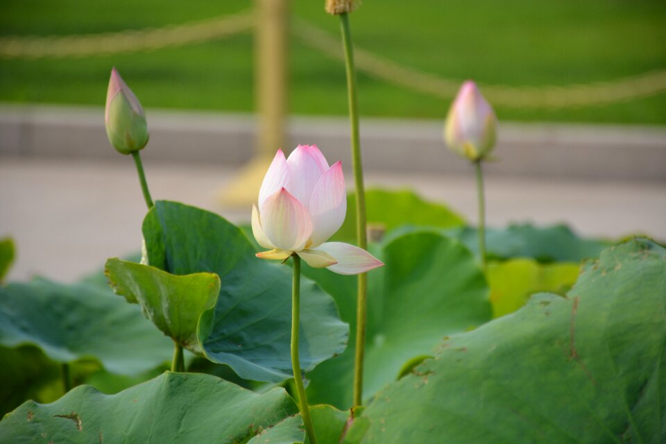 Lotus summer lotus leaf