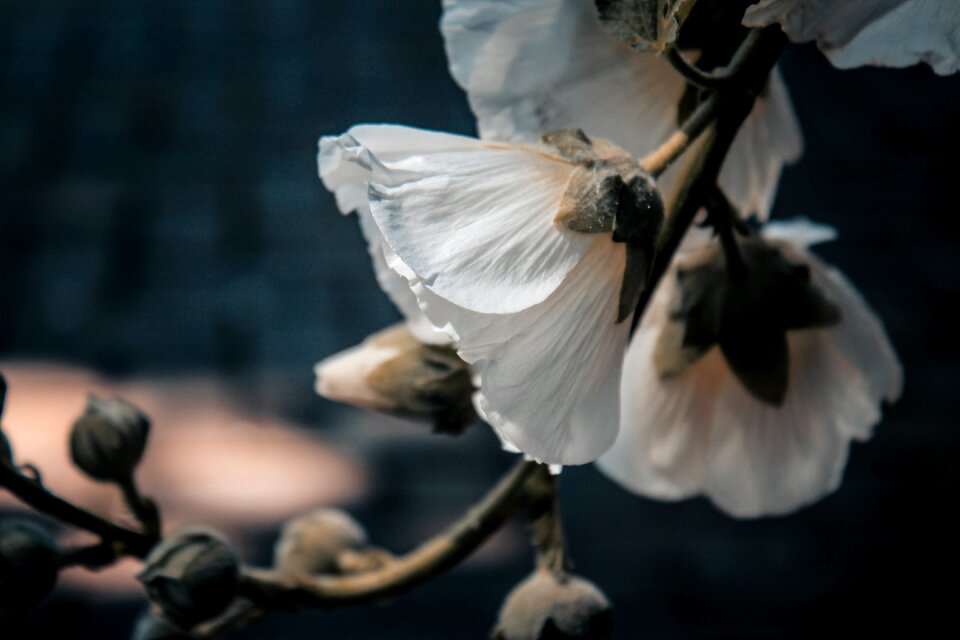 White petal nature