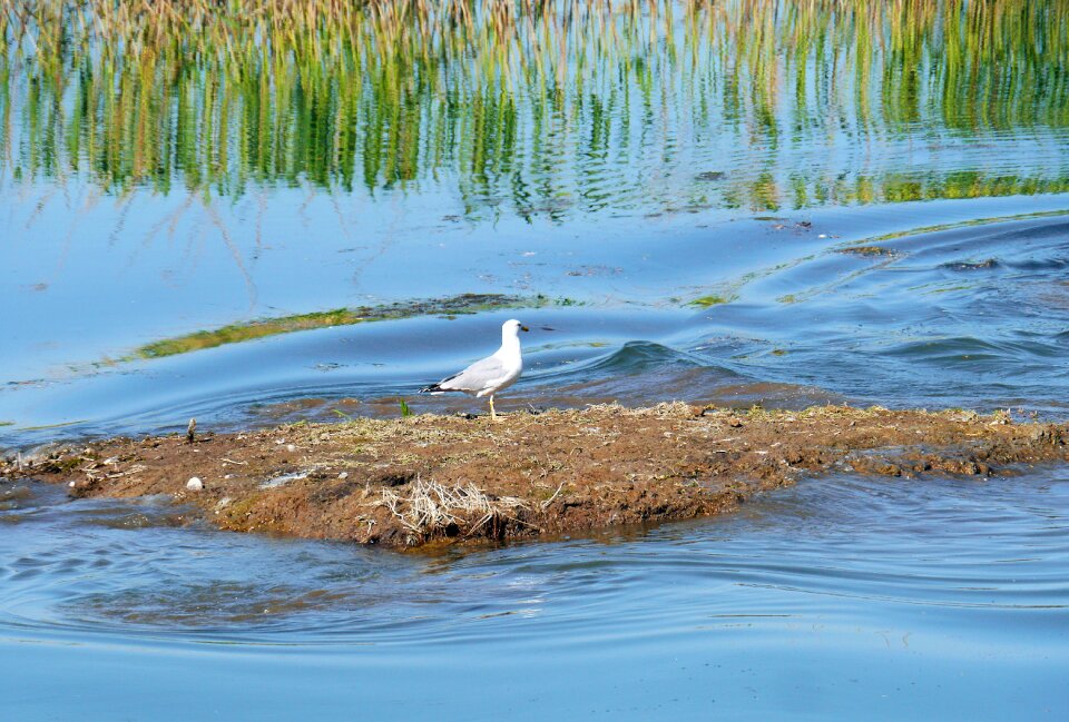 Flow danube delta waters