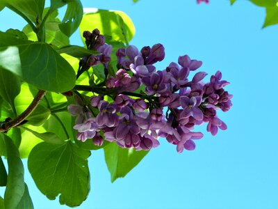 Leaf branch lilac