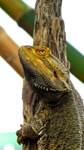 Animal nature fauna