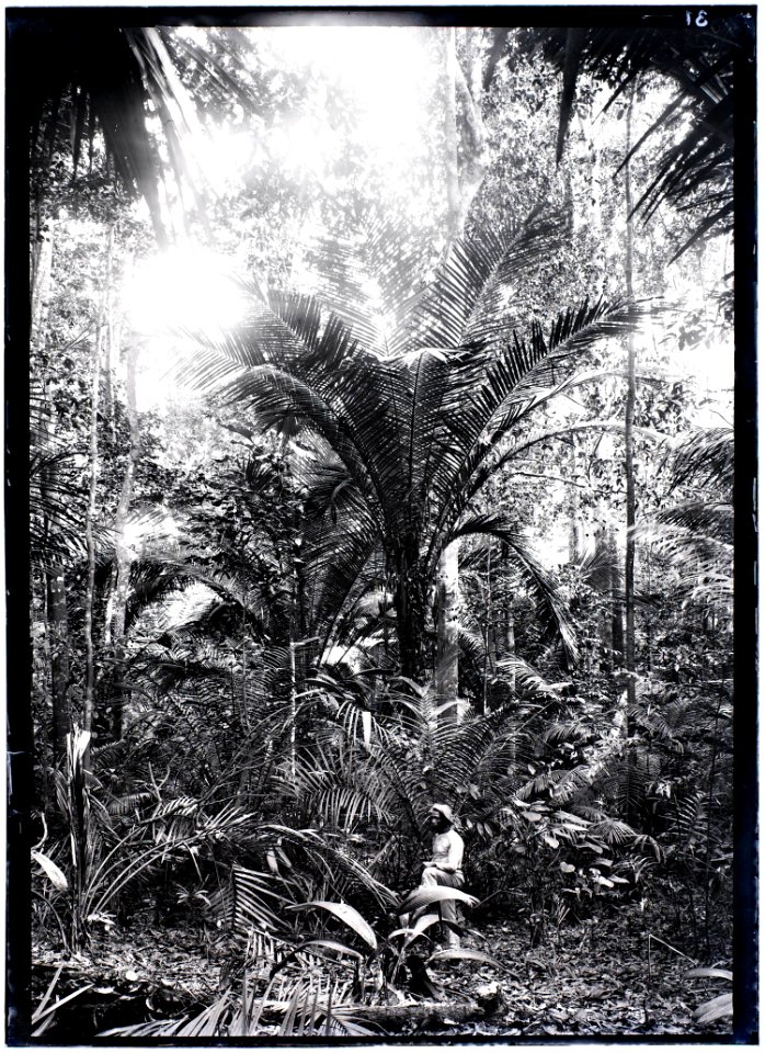 Man in palmbos bij Grandafoetoe