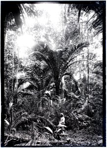 Man in palmbos bij Grandafoetoe