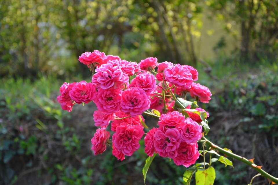 Green leaves climbing rose plants