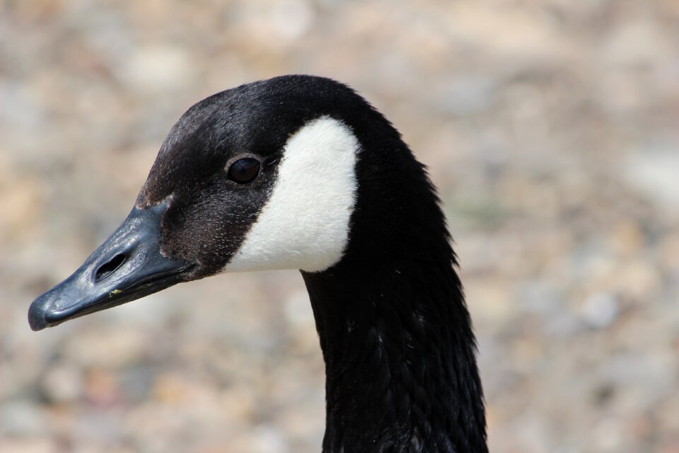 Feather goose plumage