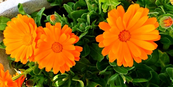 Summer garden color