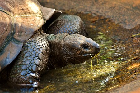 Zoo turtle tortoise