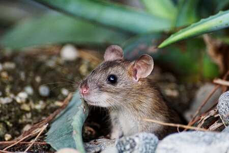 Cute rodent brown